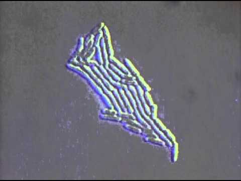 Growth - Definition and Examples - Biology Online Dictionary