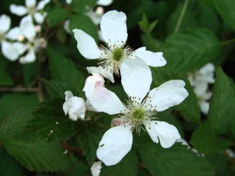 Alma Chillout - Turu Turai