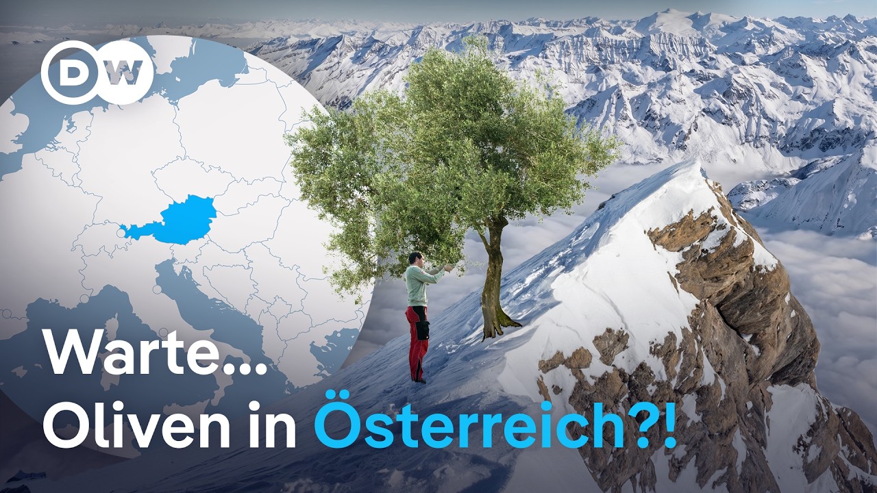 Österreichische Bauern experimentieren mit Olivenanbau in den Alpen