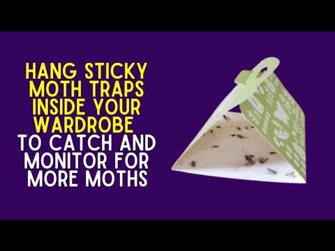 How To Deal With Moths In Your Wardrobe | Zest Pest Control