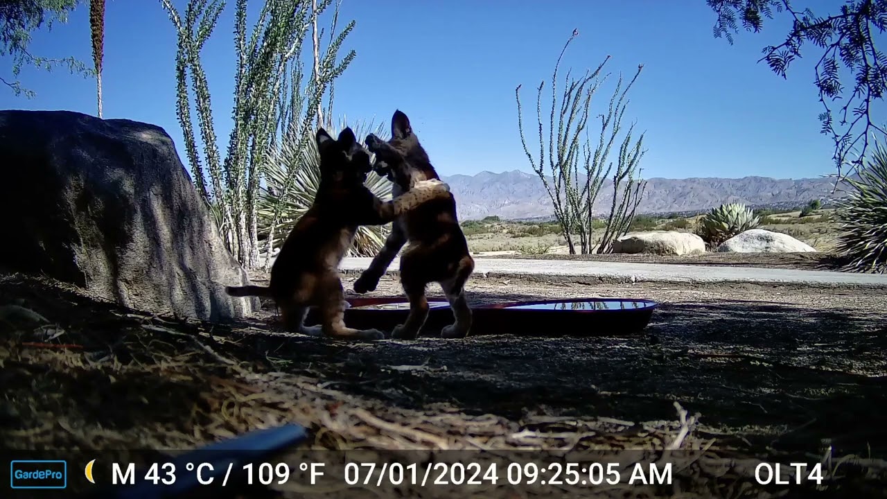 S2E7: Six Months Ago... bobcat kitten playtime along with wildlife camera knock down(part 1)
