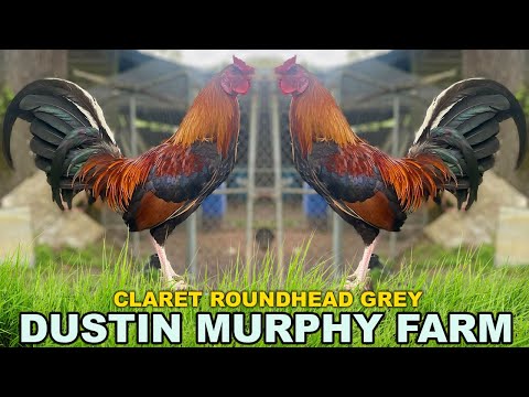 Claret Roundhead Grey Dustin Murphy Beautiful Big Farm Next Generation USA Farm Visit