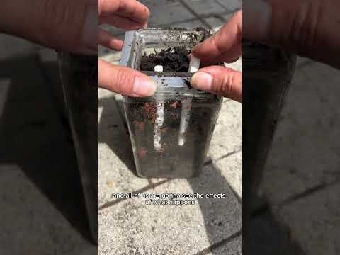 I put a cigarette in a jar full of soil and I’m leaving it there for a month to see what happens.