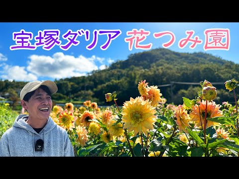 園芸 スカーレットダリア