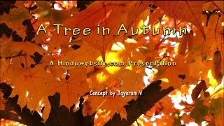 Watching a Tree in Autumn With Mindfulness