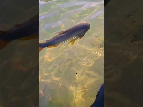 Balneário Municipal - Bonito, Mato Grosso do Sul #balneáriomunicipal #bonitoms #matogrossodosul #ms