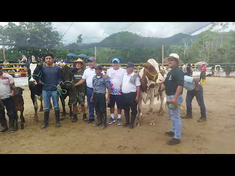 Vacas Lecheras  - Centinela del Cóndor presente en Zamora Chinchipe 2023