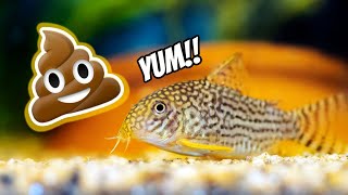 Will THESE Fish Eat The Other Fishes Poop? How To Keep Your Aquarium Clean!