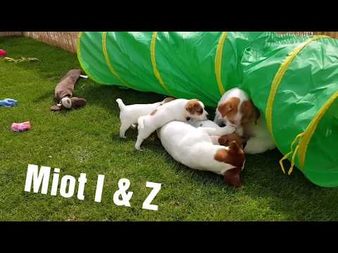 Jack Russell Terrier ZAKIRA FCI  litter I & Z