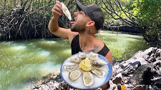 Collecting Oysters 200 Meters From A Crocodile Trap In Cairns 🐊