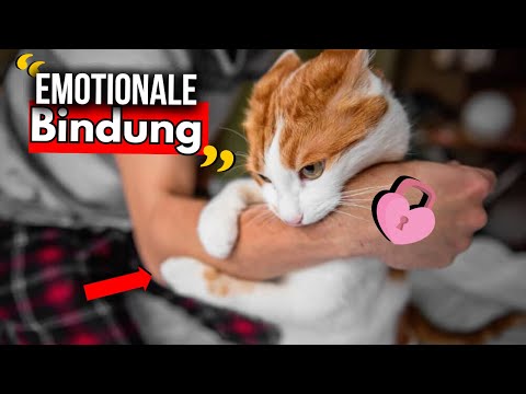 10 Zeichen, dass deine Katze EMOTIONAL an dir hängt
