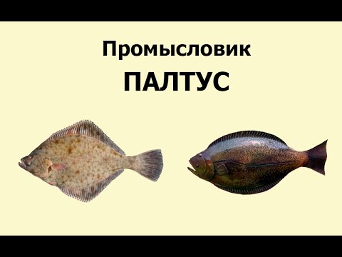 Русская Рыбалка 3.99 Промысловик 5 - Палтус