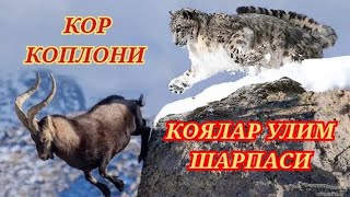 Кор Коплони - Коялардаги Улим Шарпаси #йирткич #обуна_булинг #hammaga_qiziq