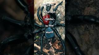 Top 10 scariest spider in the world #spider #top10 #wildlife #youtubeshorts