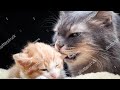 Mama Cat Is Biting Her Kittens And They Re Squealing She S Held Them Down Bit Their Backs
