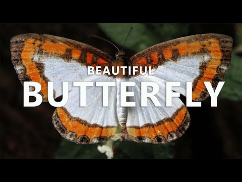 Beautiful Butterfly, ผีเสื้อแสนสวย #beautifulworld