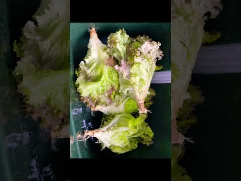 健康で豊かな収穫のために、春レタスをいつ、どのように播種すればよいでしょうか?  庭園