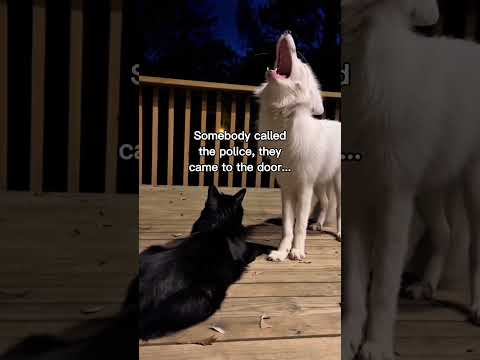 My cat saved this fox!😳❤️ #wholesome #animals