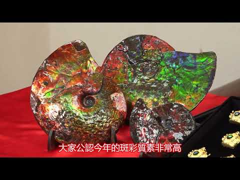斑彩螺擺放位置