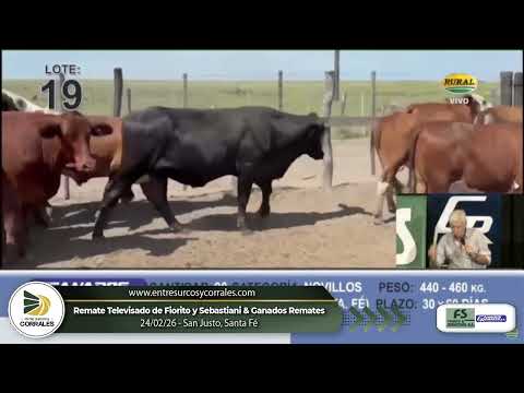 24-02-26 - Remate Televisado de Fiorito y Sebastiani & Ganados Remates -  San Justo, Santa Fé