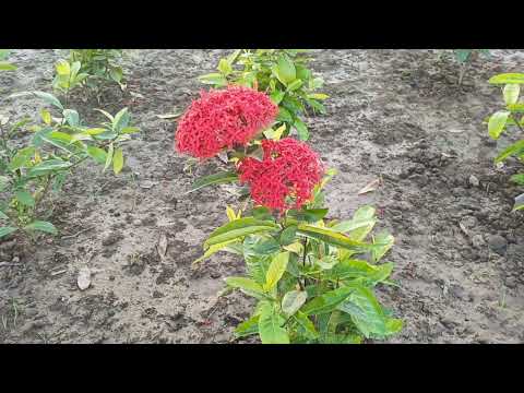 Porodeshi Megh Jao Re Fire 😍 || Bengali Song