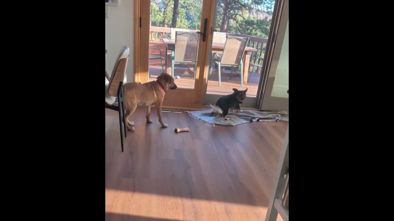 Enlarge Nash, an adopted mixed breed in Thornton, CO video 2/6