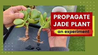 Propagating Jade Plant (an experiment) | How to Grow Jade Plant