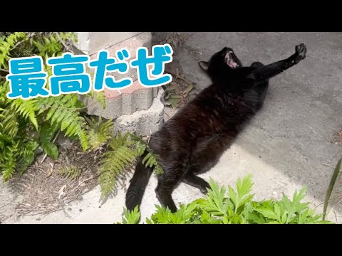 youtube-動物記事2024/02/15 10:21:27