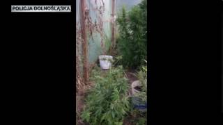 Wideo1: Zlikwidowano kilka plantacji marihuany w powiecie growskim