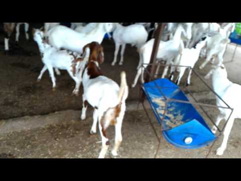 Yatish goat farm