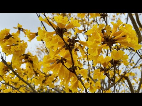 A Primavera Está Chegando! Veja Como Serra dos Aimorés Está Linda e Cheia de Vida