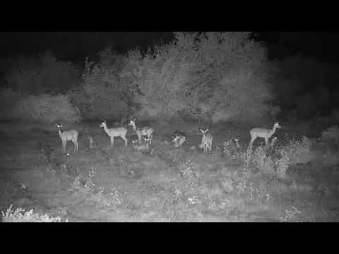 Djuma: Sights during a rainy night - 19:51 - 02/13/21