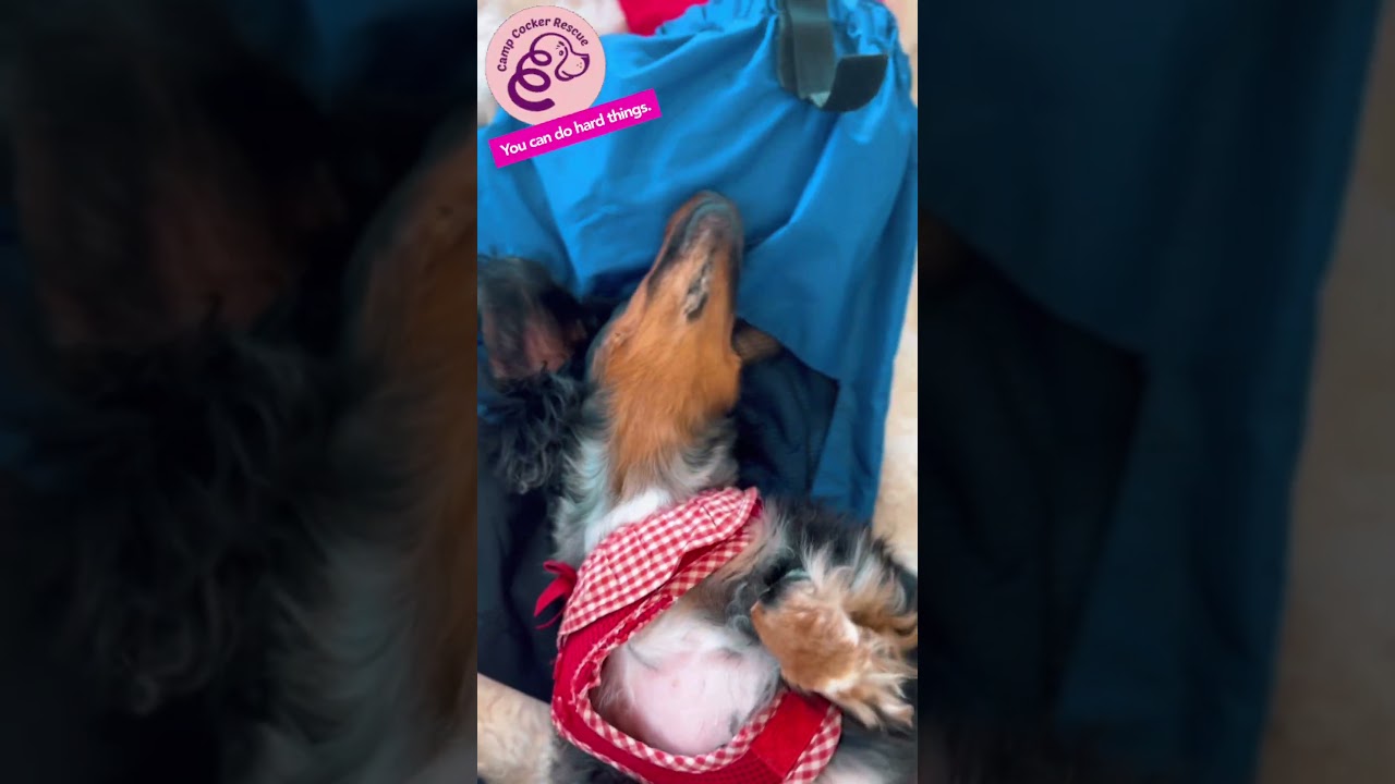 Enlarge Dolce, a ADOPTABLE Dachshund (Miniature Long Haired) in South San Francisco, CA video 6/6