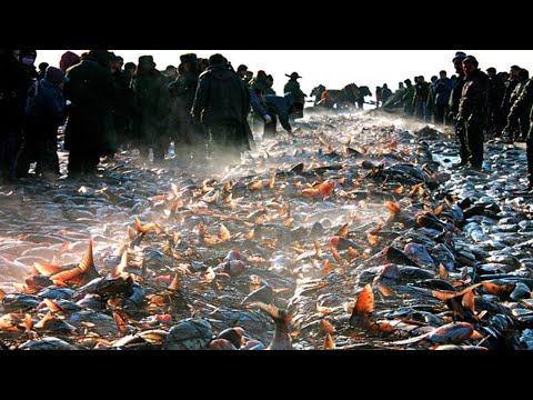 Net Fishing under Ice River Catch Hundreds Tons of Big Fish - Big Catch in the River #02