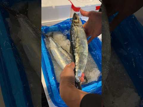 Nemuro herring! Let's fillet it! #AuctioneerMutaro #shorts
