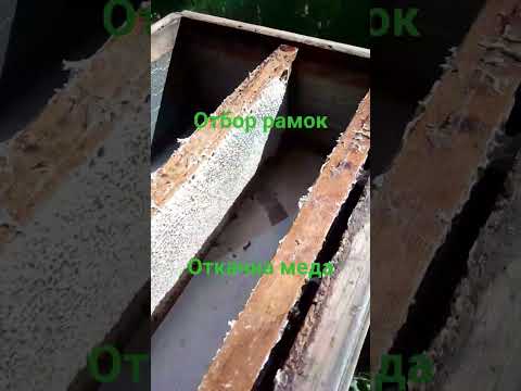 фото мед 0