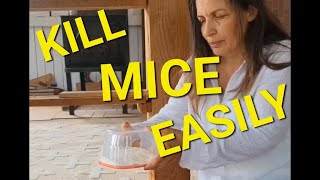 KILL MICE WITH BAKING SODA AND MUFFIN MIX EASILY!