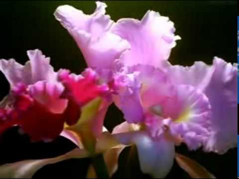 Ccb Hino 376-Vinde benditos de meu pai.