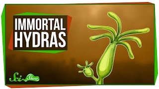 Hydras: Our Immortal, Tentacled Friends