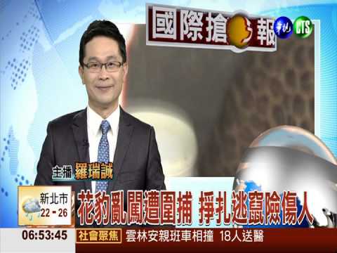 花豹亂闖遭圍捕 掙扎逃竄險傷人