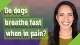 Do dogs breathe fast when in pain?