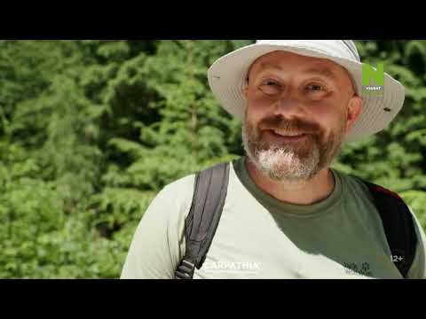 Kárpátia megmentése: A medve birodalma