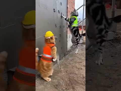 The Pawtnership #funny #lifeisbutadream #december31st #newyearseve #whowillbemylifepartnerta