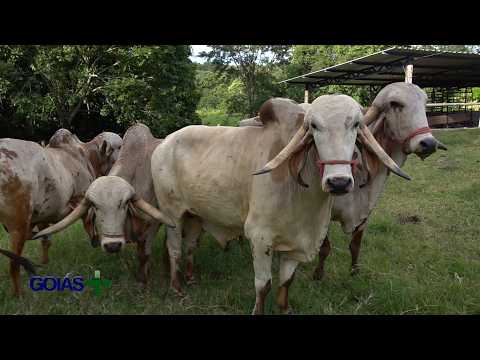 PROGRAMA GOIÁS MAIS 2026 - PUC TV - FAZENDA JACUBA - IPORÁ/GO