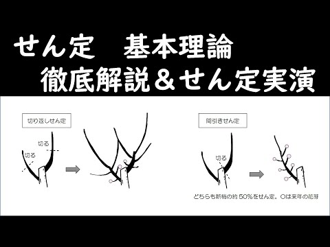 果樹は交尾によって精製される トピックス