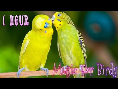 1 Hour || Calming Music For Birds || Budgies || Relaxing Music to Tame your Birds #4