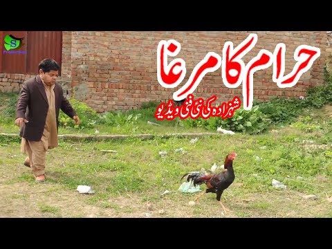 Haram ka murga | Pothwari drama | Besharam | chotu ki comedy  2019