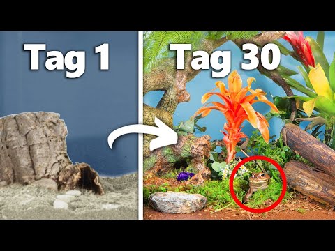 Einen Regenwald 30 Tage Lang Simulieren