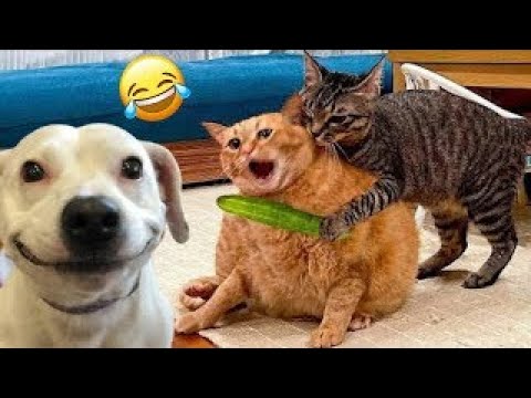 Cat &  Dog /  Cats and dogs can share the same space / Best Funniest Animals Video😁  Part-1