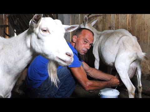 Kupuje samo brašno, ostalo proizvede na svome imanju